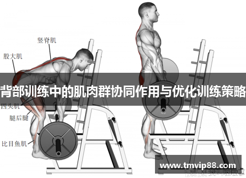 背部训练中的肌肉群协同作用与优化训练策略
